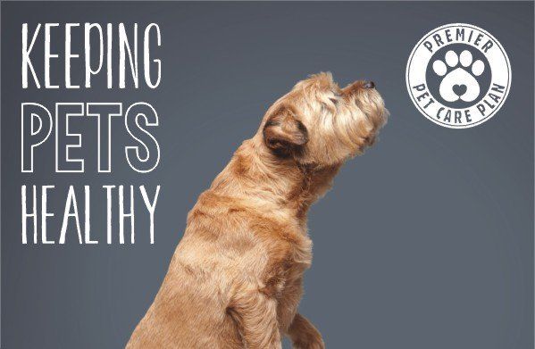 Healthy pet hot sale plan